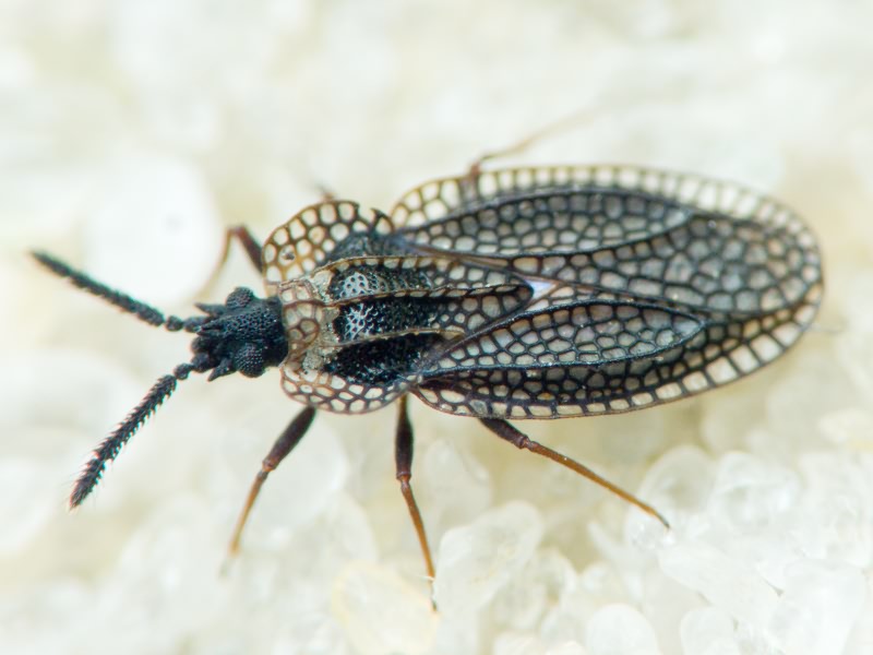 Kalama tricornis (Schrank, 1801)